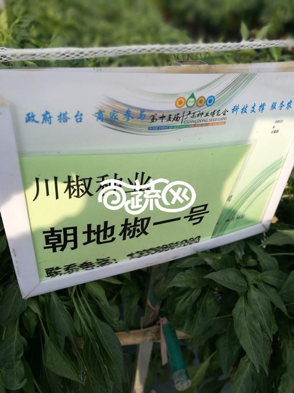 四川川椒 朝地椒一号辣椒种子 高抗病毒病 炭疽病 丰产性突出 加工香辣酱 红油辣椒 火锅底料 辣椒面等等是最佳原料 辣椒种子 5克装