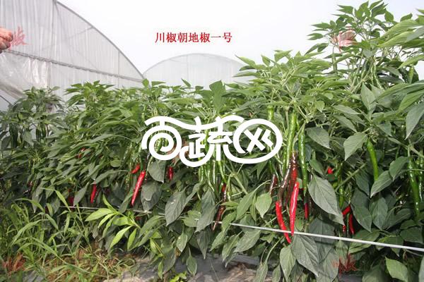 四川川椒 朝地椒一号辣椒种子 高抗病毒病 炭疽病 丰产性突出 加工香辣酱 红油辣椒 火锅底料 辣椒面等等是最佳原料 辣椒种子 5克装