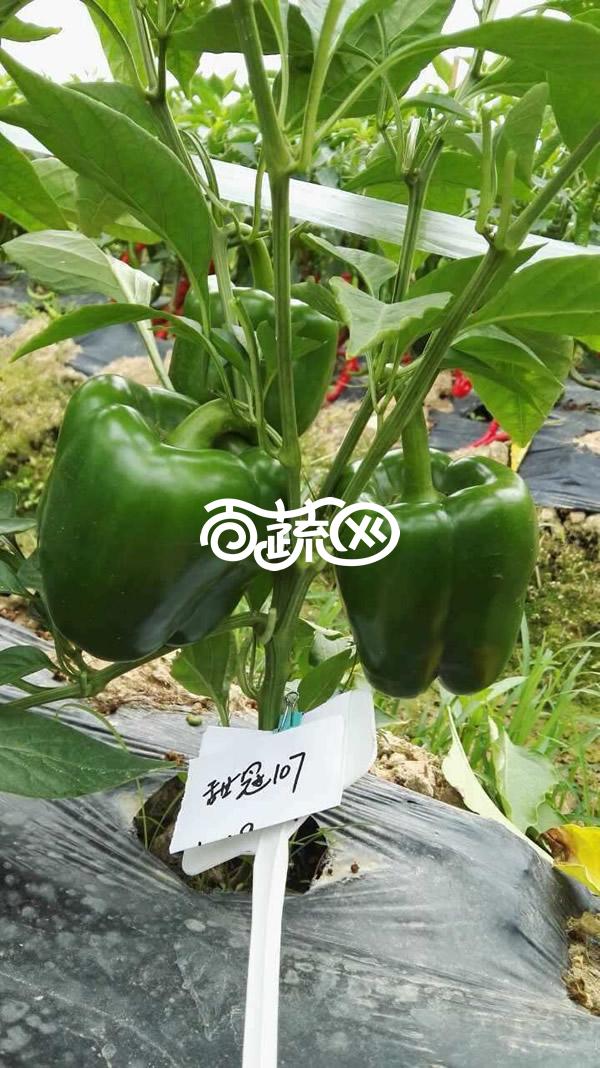 广州绿霸 甜冠107甜椒种子 中早熟大果型甜椒新品种 肉厚 大果单果重200-250克 耐寒 耐湿 抗病性强 丰产性好 出口型 甜椒种子 5克装