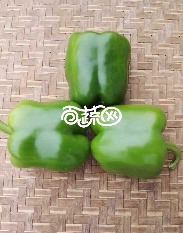 广州绿霸 甜冠107甜椒种子 中早熟大果型甜椒新品种 肉厚 大果单果重200-250克 耐寒 耐湿 抗病性强 丰产性好 出口型 甜椒种子 5克装