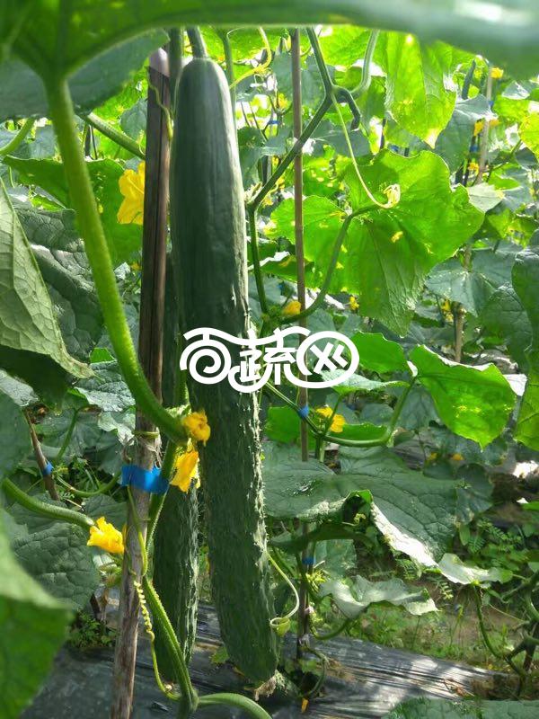 广东金福园 超越3号青瓜种子 早熟性强 瓜皮深绿 瓜杷短 品质优良 抗病性强 青瓜种子 10克装