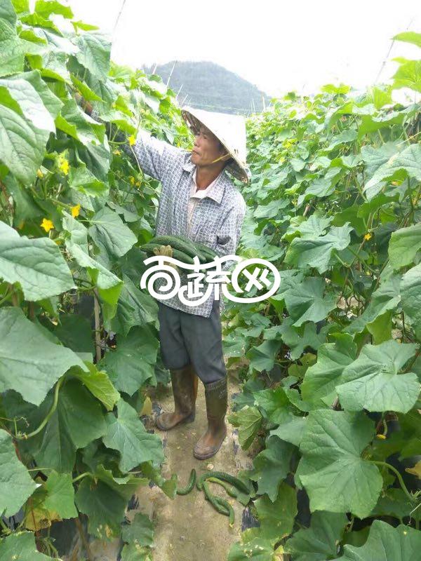 广东金福园 超越3号青瓜种子 早熟性强 瓜皮深绿 瓜杷短 品质优良 抗病性强 青瓜种子 10克装