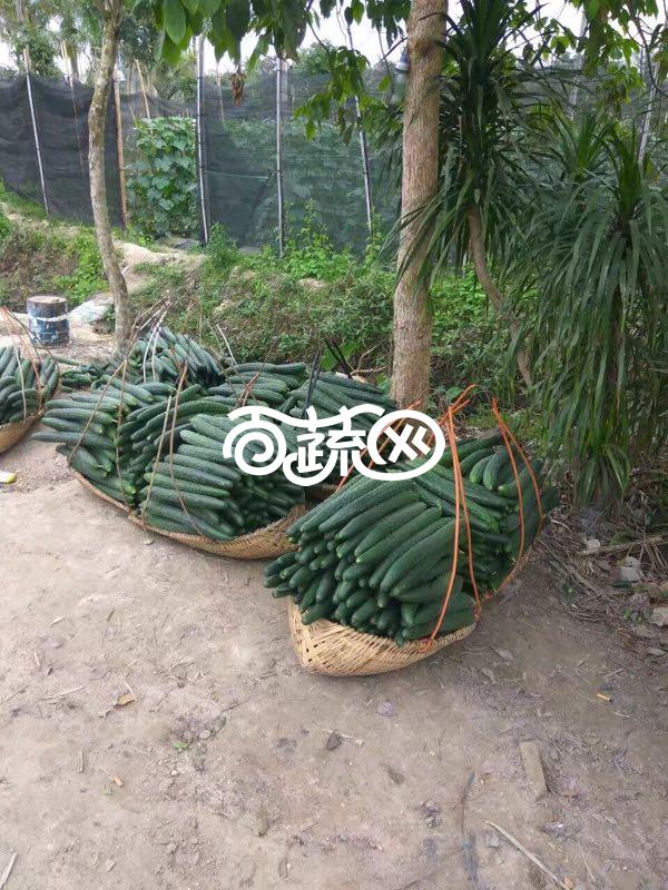 广东金福园 超越3号青瓜种子 早熟性强 瓜皮深绿 瓜杷短 品质优良 抗病性强 青瓜种子 10克装