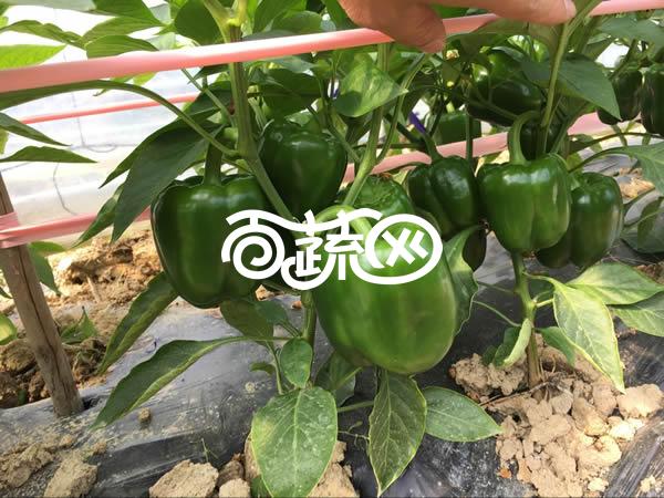 揭阳福宝 陆王甜椒种子 综合抗性佳 生长旺盛 坐果集中 灯笼型 肉厚 单果重可达250克左右 耐热性强 甜椒种子 1000粒装
