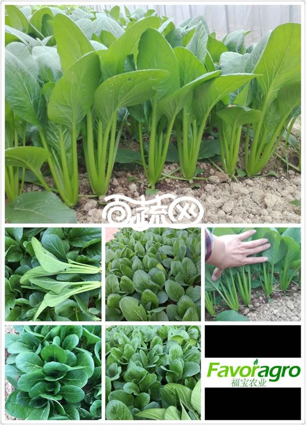 揭阳福宝 日本引进杂交一代小青菜种子 生长快速 叶片偏圆形 油亮 直立性好 叶柄圆粗 不易断 适合捆绑 抗性好 口感佳 青菜种子 40克装
