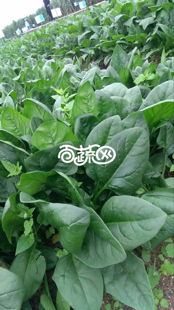 揭阳福宝 福尔达菠菜种子 中早熟 最新荷兰引进杂交一代 耐抽苔性好 产量高 适应性广 菠菜种子 300克装