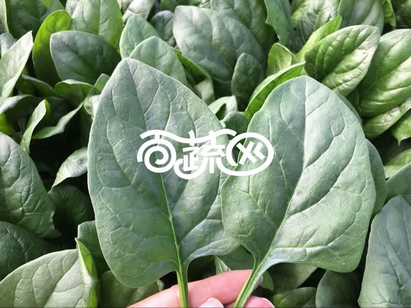 揭阳福宝 福尔达菠菜种子 中早熟 最新荷兰引进杂交一代 耐抽苔性好 产量高 适应性广 菠菜种子 300克装