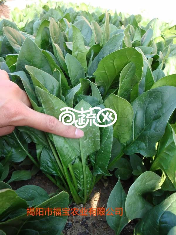 揭阳福宝 福尔达菠菜种子 中早熟 最新荷兰引进杂交一代 耐抽苔性好 产量高 适应性广 菠菜种子 300克装