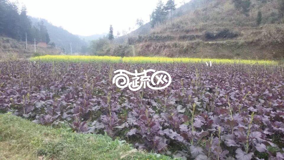 广州百蔬 观赏性油菜花种子 叶片紫色 黄花 花期长 适合广东 广西等华南地区种植  油菜花种子 500克装