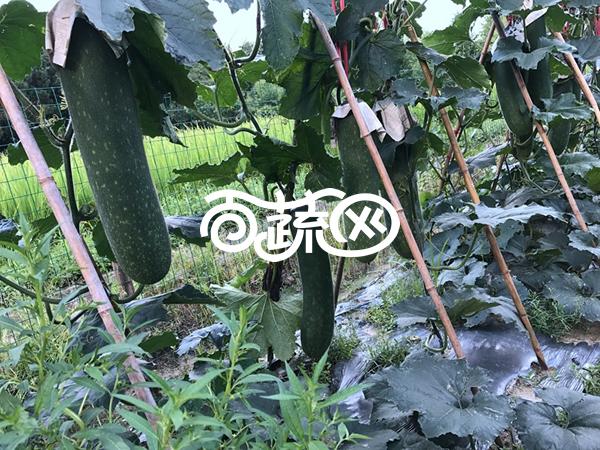 广州绿霸 山水连环节瓜 早熟 挂果多 整齐一致 品质好 瓜长约30厘米 瓜形美观 瓜肉紧实 100粒装 节瓜种子