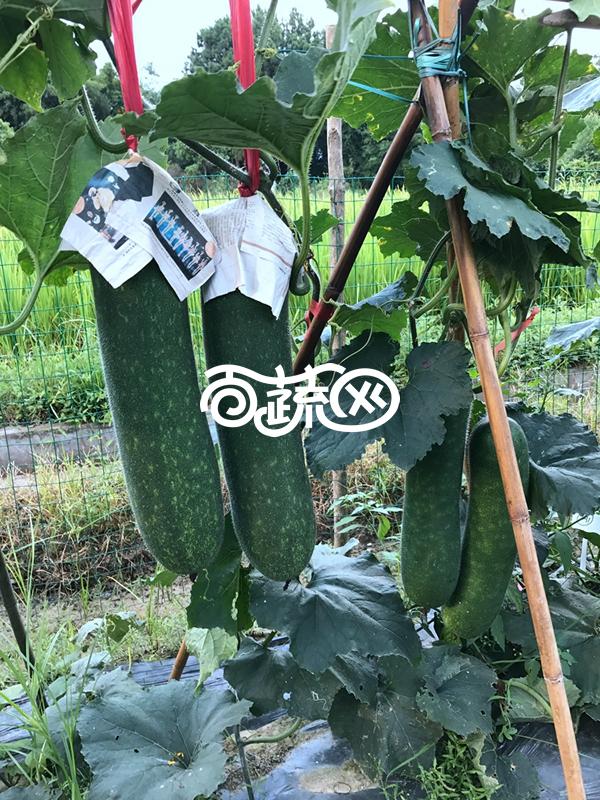 广州绿霸 山水连环节瓜 早熟 挂果多 整齐一致 品质好 瓜长约30厘米 瓜形美观 瓜肉紧实 100粒装 节瓜种子