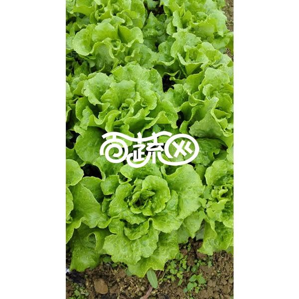 清远兴华 金塔意大利进口生菜种子 可全年种植 产量高 品质好 生菜种子 20克装