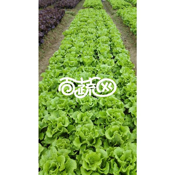 清远兴华 金塔意大利进口生菜种子 可全年种植 产量高 品质好 生菜种子 20克装