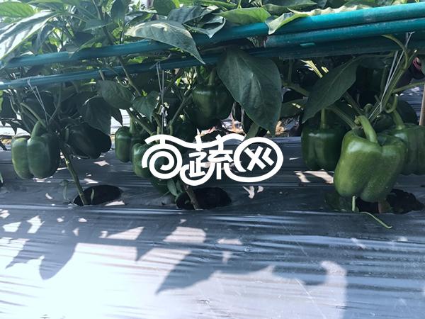 广州绿霸 甜冠107甜椒种子 中早熟大果型甜椒新品种 肉厚 大果单果重200-250克 耐寒 耐湿 抗病性强 丰产性好 出口型 甜椒种子 5克装