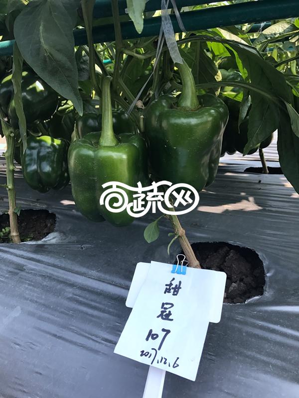 广州绿霸 甜冠107甜椒种子 中早熟大果型甜椒新品种 肉厚 大果单果重200-250克 耐寒 耐湿 抗病性强 丰产性好 出口型 甜椒种子 5克装
