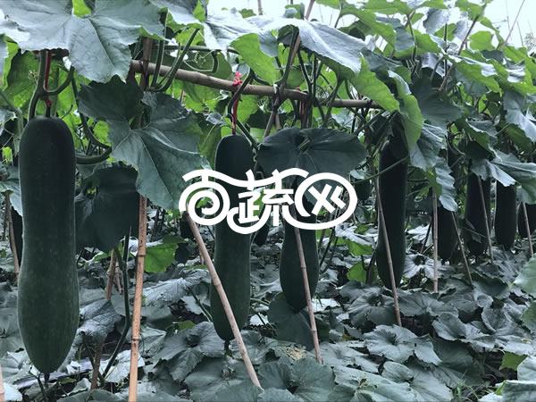广州绿霸 绿霸铁心998冬瓜种子 高档杂交品种 瓜肉紧实 心室小 头尾均匀 长约80厘米 瓜皮墨绿色 冬瓜种子 200粒装