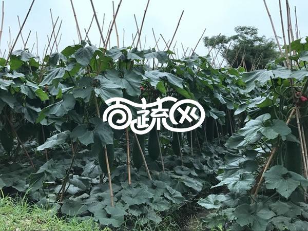 广州绿霸 绿霸铁心998冬瓜种子 高档杂交品种 瓜肉紧实 心室小 头尾均匀 长约80厘米 瓜皮墨绿色 冬瓜种子 200粒装