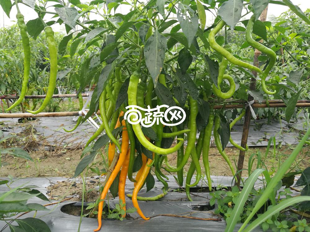 广州绿霸 炎黄线椒种子 成熟果黄色 皮薄 口感极佳 黄绿转橘黄色 果顺直 光亮 长势旺 长23-28cm 辣椒种子 5克装