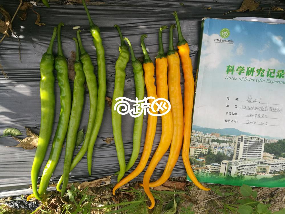 广州绿霸 炎黄线椒种子 成熟果黄色 皮薄 口感极佳 黄绿转橘黄色 果顺直 光亮 长势旺 长23-28cm 辣椒种子 5克装