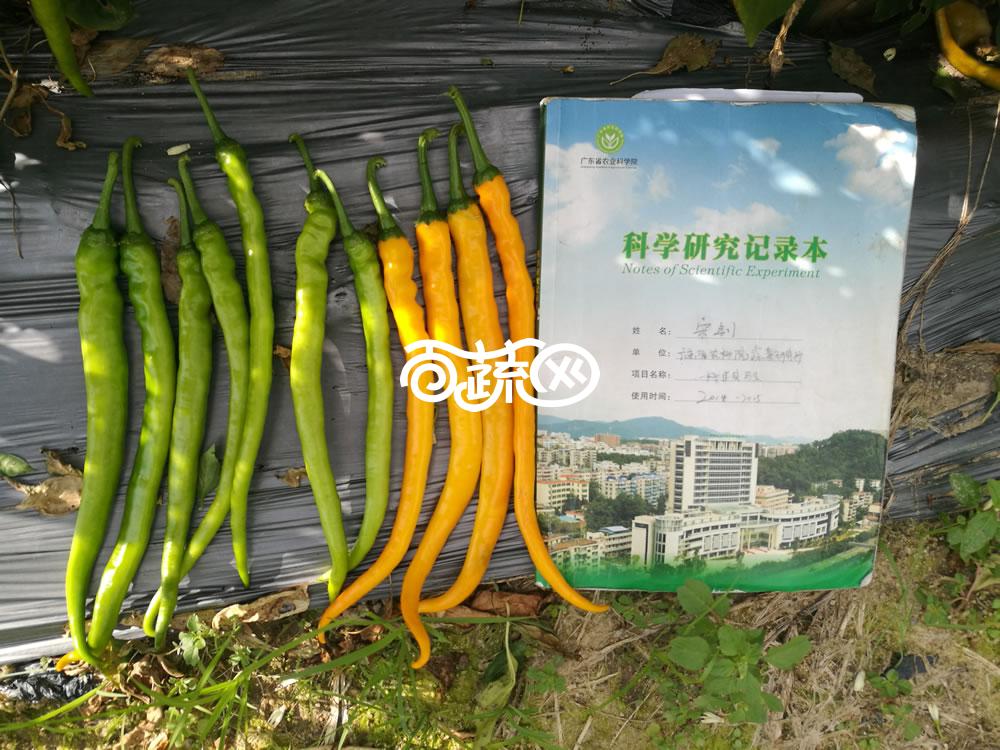 广州绿霸 炎黄线椒种子 成熟果黄色 皮薄 口感极佳 黄绿转橘黄色 果顺直 光亮 长势旺 长23-28cm 辣椒种子 5克装