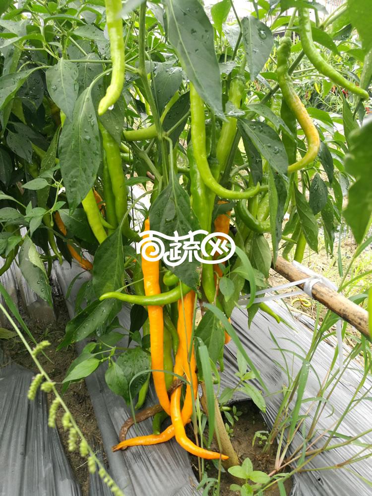广州绿霸 炎黄线椒种子 成熟果黄色 皮薄 口感极佳 黄绿转橘黄色 果顺直 光亮 长势旺 长23-28cm 辣椒种子 5克装
