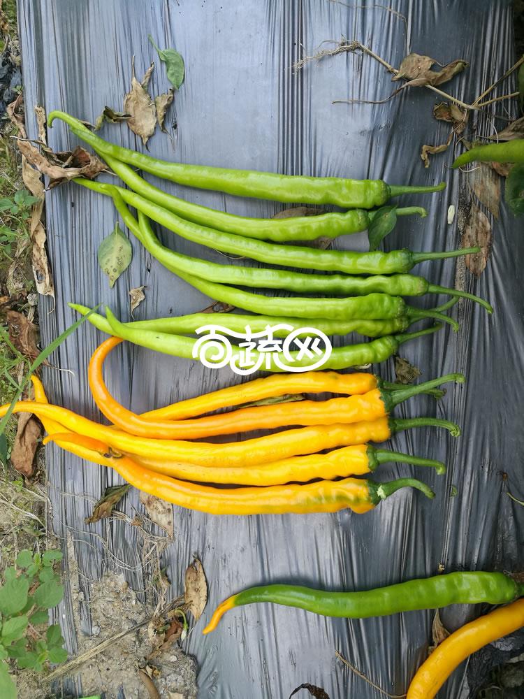 广州绿霸 炎黄线椒种子 成熟果黄色 皮薄 口感极佳 黄绿转橘黄色 果顺直 光亮 长势旺 长23-28cm 辣椒种子 5克装