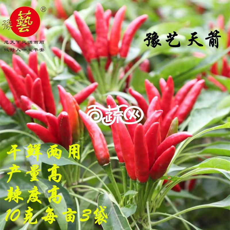 河南豫艺 豫艺天箭辣椒种子 产早熟杂交小辣椒新品种  颜色红艳 辣椒种子 10克袋