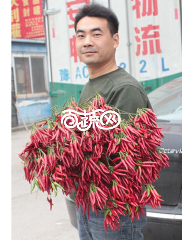 河南豫艺 豫艺天箭辣椒种子 产早熟杂交小辣椒新品种  颜色红艳 辣椒种子 10克袋