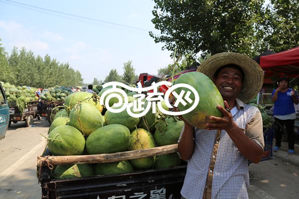 豫艺种业 极品绿之秀西瓜种子 抗病 高产 含糖量高 口感特爽脆 西瓜种子 1000粒装