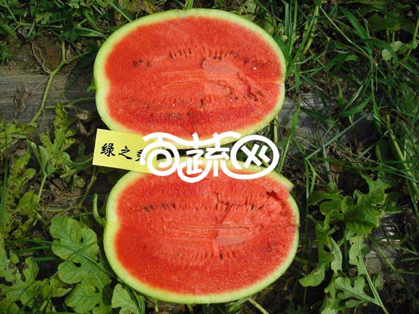 豫艺种业 极品绿之秀西瓜种子 抗病 高产 含糖量高 口感特爽脆 西瓜种子 1000粒装