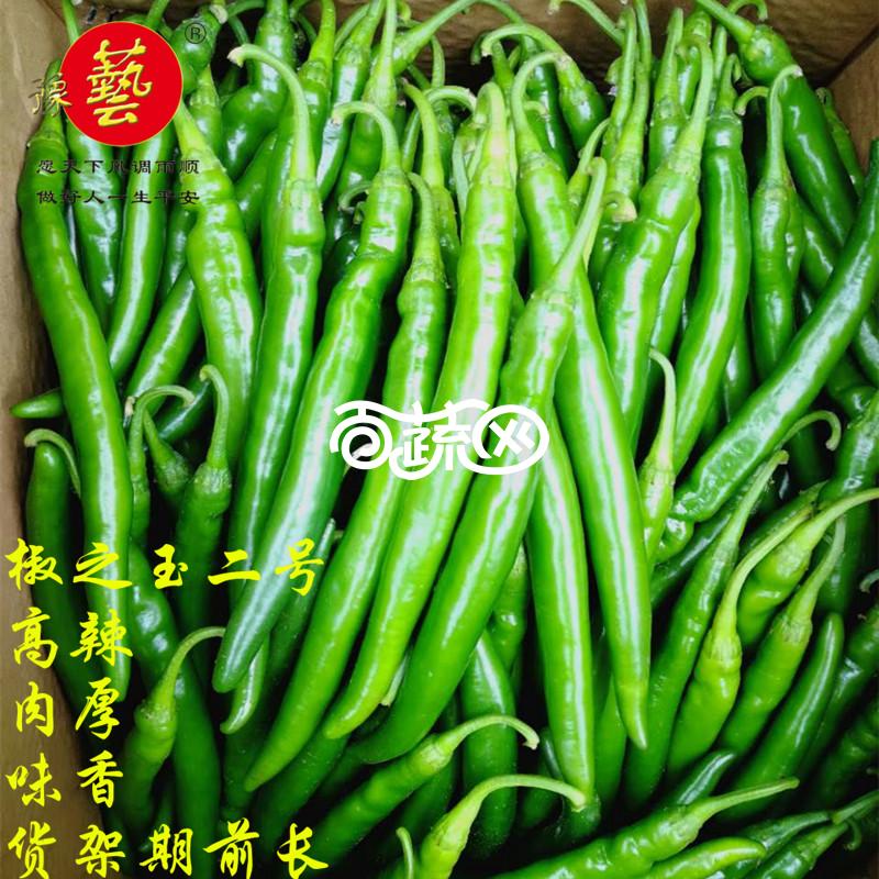 豫艺种业椒之玉二号辣椒种子结果多果形近乎圆柱形顺直光滑辣椒种子