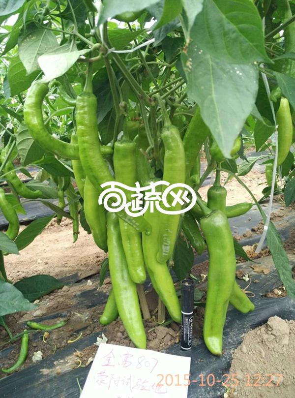豫艺种业豫艺金富807辣椒种子极早熟黄绿皮辣椒新品种膨果快辣椒种子