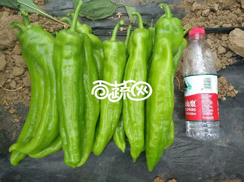河南豫艺豫艺新时代大果辣椒早熟巨型果特高产薄皮果长2633厘米粗67