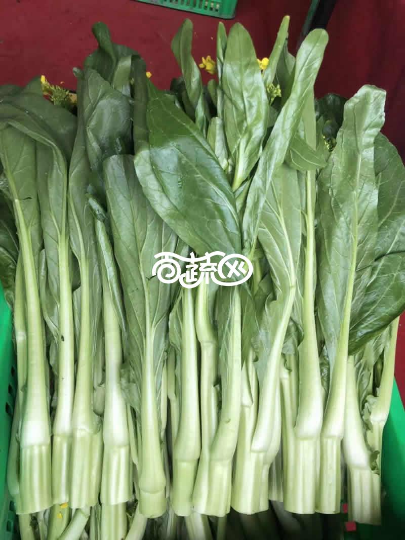 连州丰裕 丰裕3号连州菜心 杂交一代 主菜心粗大 适温期播种后60天左右采收 可连续采收3-5次 脆嫩爽甜 产量高 10克装 菜心种子