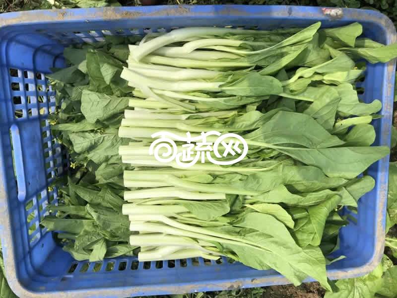 连州丰裕 丰裕1号连州菜心种子 极早熟 耐热 梗淡白色 亩产3500斤 地理标识品种 菜心种子 10克装