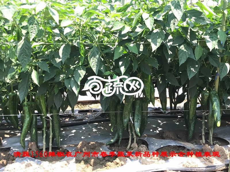 清远清蔬 清蔬1560早熟青椒王种子 新一代抗病椒王 早熟 果长20-22厘米 果肉厚约0.35厘米 耐贮运 外观品质好 抗疫病 5克装 辣椒种子