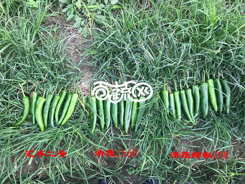 清远清蔬 清蔬1560早熟青椒王种子 新一代抗病椒王 早熟 果长20-22厘米 果肉厚约0.35厘米 耐贮运 外观品质好 抗疫病 5克装 辣椒种子