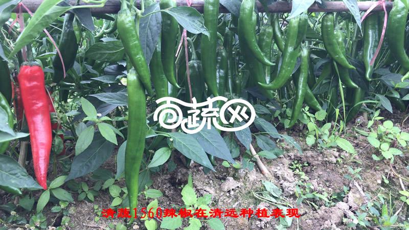 清远清蔬 清蔬1560早熟青椒王种子 新一代抗病椒王 早熟 果长20-22厘米 果肉厚约0.35厘米 耐贮运 外观品质好 抗疫病 5克装 辣椒种子