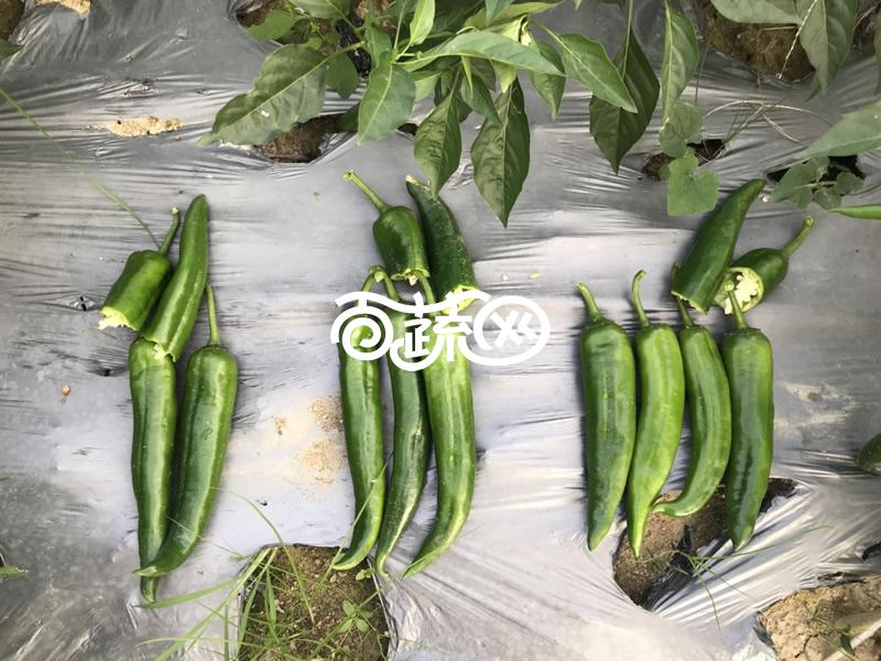 清远清蔬 清蔬1560早熟青椒王种子 新一代抗病椒王 早熟 果长20-22厘米 果肉厚约0.35厘米 耐贮运 外观品质好 抗疫病 5克装 辣椒种子