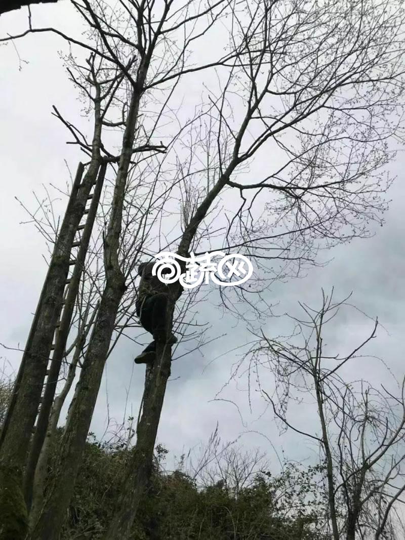常德石门天龙塔茶叶   杜仲雄花茶 减肥效果 降三高 可过夜喝 不含茶多酚 简装 厂家直供 免邮费 250g