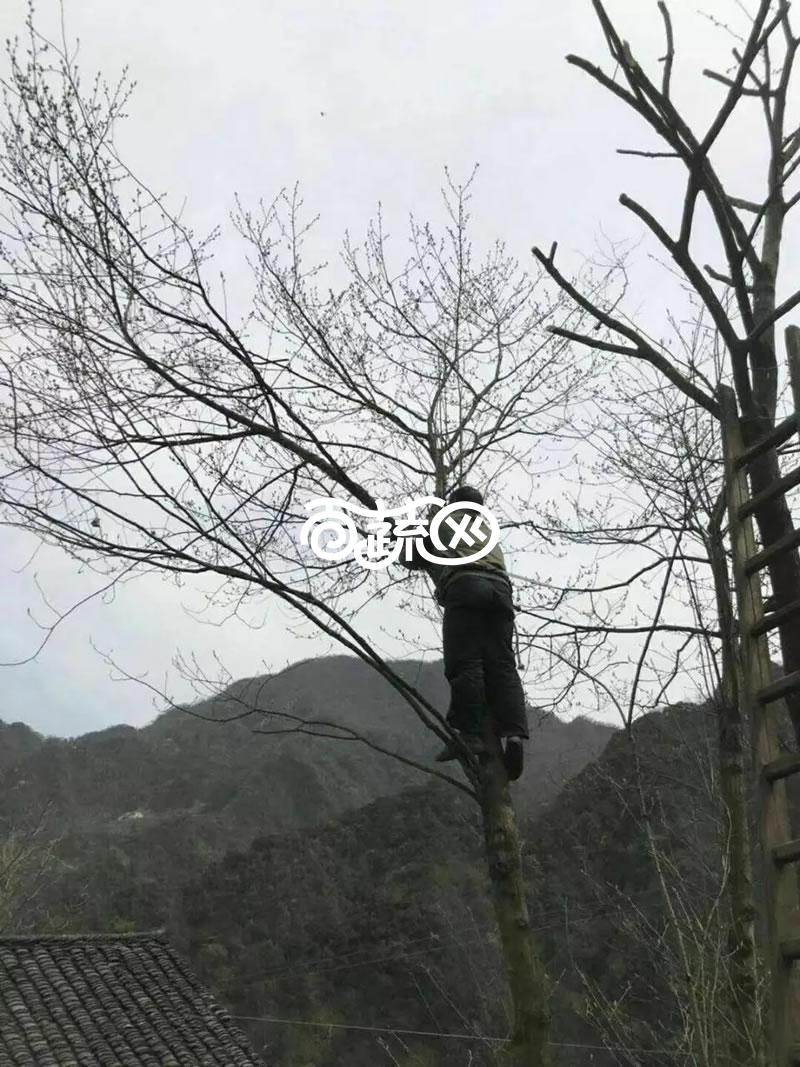 常德石门天龙塔茶叶   杜仲雄花茶 减肥效果 降三高 可过夜喝 不含茶多酚 简装 厂家直供 免邮费 250g