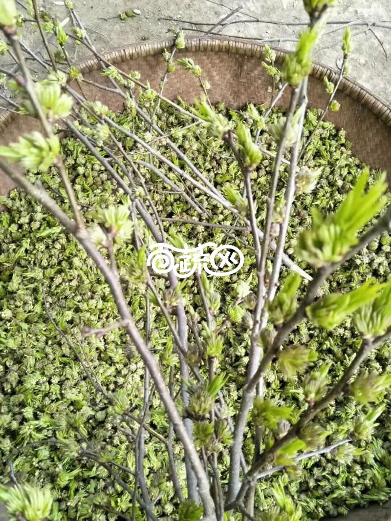 常德石门天龙塔茶叶   杜仲雄花茶 减肥效果 降三高 可过夜喝 不含茶多酚 简装 厂家直供 免邮费 250g