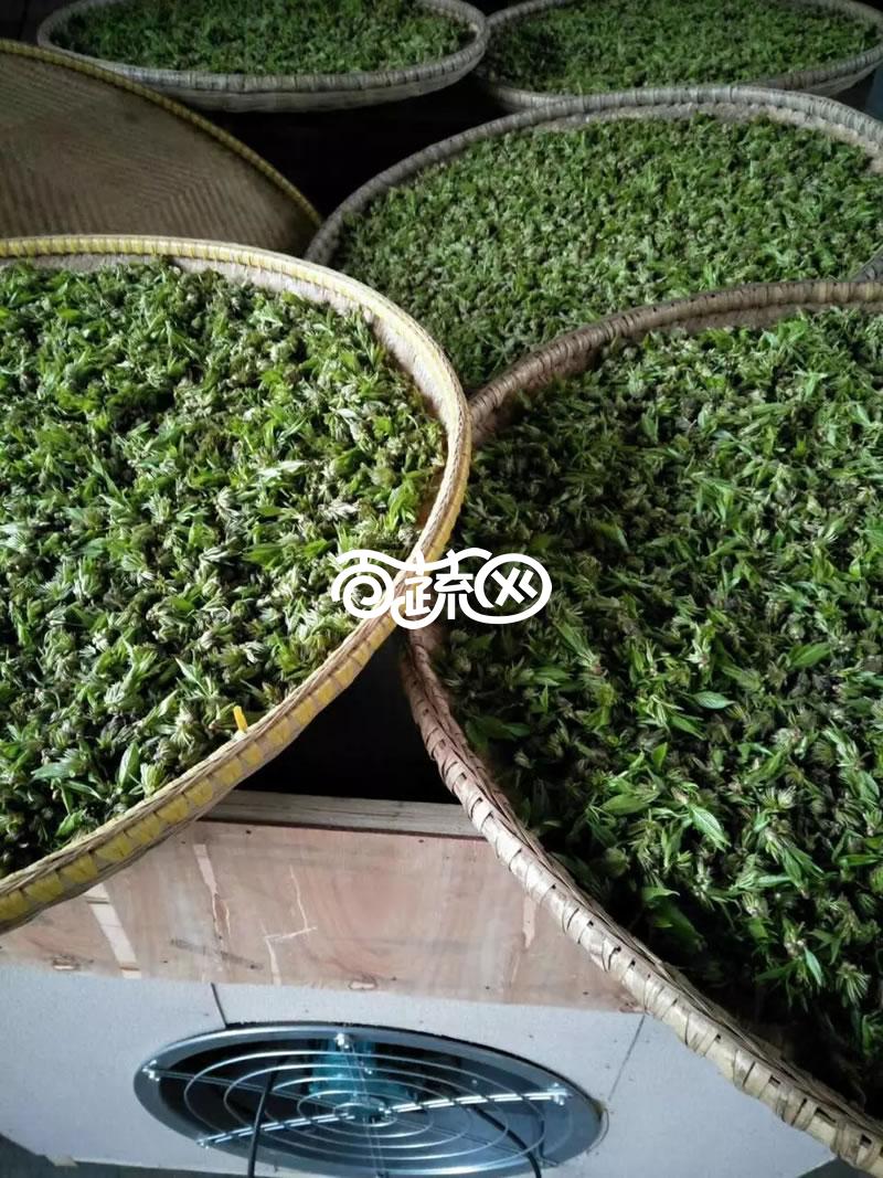 常德石门天龙塔茶叶   杜仲雄花茶 减肥效果 降三高 可过夜喝 不含茶多酚 简装 厂家直供 免邮费 250g