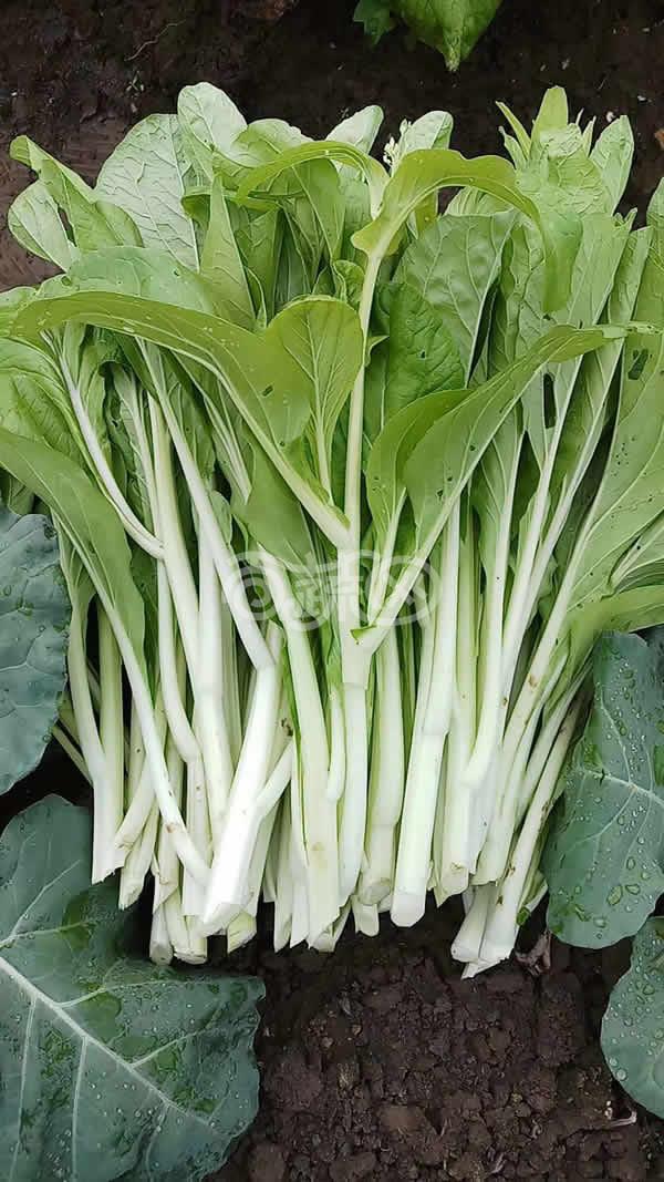 广东爱普农 特靓358白菜苔种子 改良优化新品种 耐旱耐寒 品质脆嫩 清甜 白菜种子 10克装