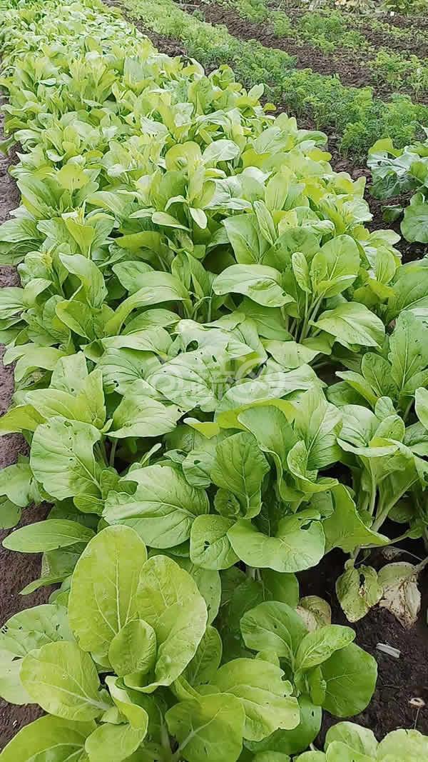 广东爱普农 特靓358白菜苔种子 改良优化新品种 耐旱耐寒 品质脆嫩 清甜 白菜种子 10克装