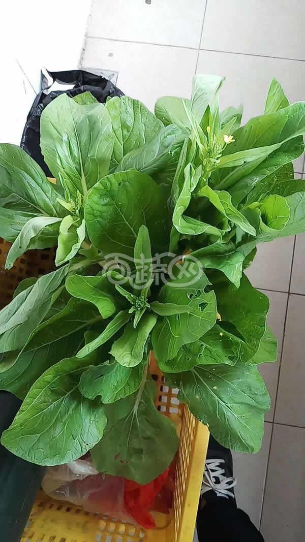 广东爱普农 特靓358白菜苔种子 改良优化新品种 耐旱耐寒 品质脆嫩 清甜 白菜种子 10克装