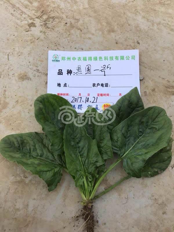 中国农科院中农福德 黑圆一号菠菜种子 黑圆叶 半匍匐 长势强 单株重65克左右 极耐抽苔 耐热性好 适合春秋季和冷凉地区夏季栽培 300克装 菠菜种子 