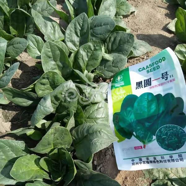 中国农科院中农福德 黑圆一号菠菜种子 黑圆叶 半匍匐 长势强 单株重65克左右 极耐抽苔 耐热性好 适合春秋季和冷凉地区夏季栽培 300克装 菠菜种子 