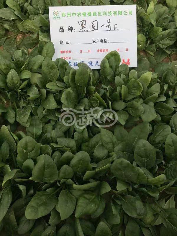 中国农科院中农福德 黑圆一号菠菜种子 黑圆叶 半匍匐 长势强 单株重65克左右 极耐抽苔 耐热性好 适合春秋季和冷凉地区夏季栽培 300克装 菠菜种子 