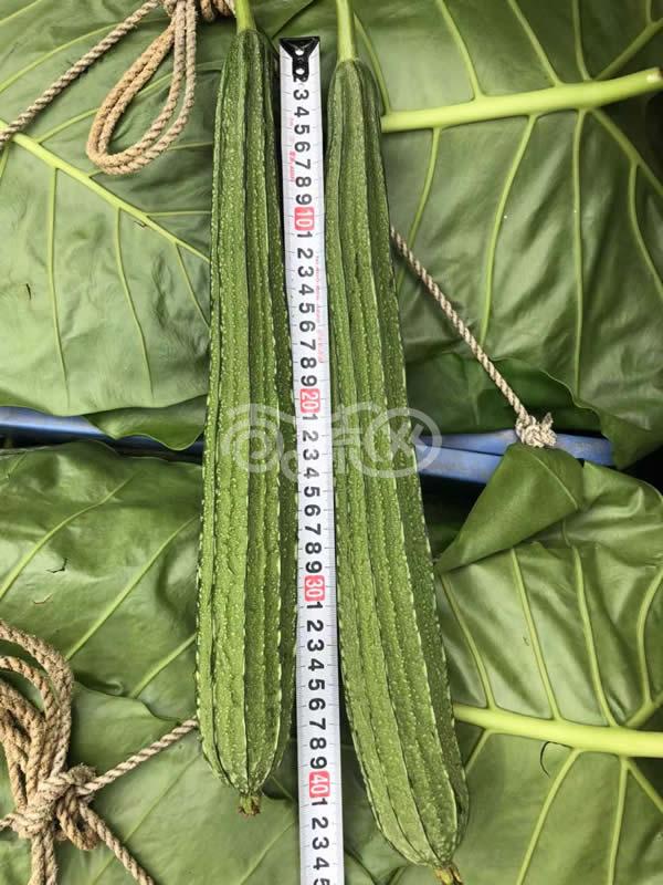 中山有记菜种 雅喜大花点肉丝瓜 高产 抗病 顺直 耐贮运 丝瓜种子 10克装
